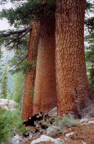 20 Western White Pine | Pinus Monticola Tree Seeds - Seed World