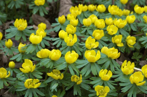 20 Winter Aconite (Eranthis Hyemalis) Seeds - Seed World