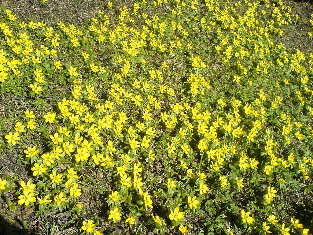 20 Winter Aconite (Eranthis Hyemalis) Seeds - Seed World