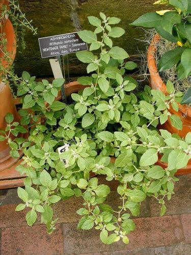 20 Winter Cherry - Withania Somnifera Seeds - Seed World