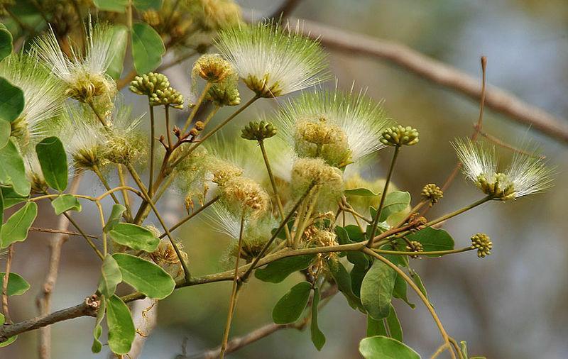 20 Woman's Tongue Tree Seeds - Seed World
