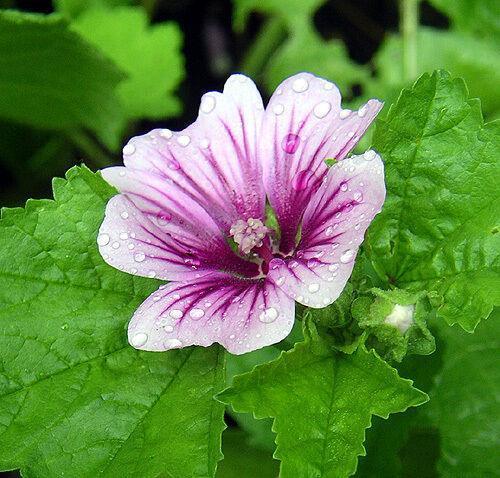 20 Zebrina Hollyhock Seeds - Seed World