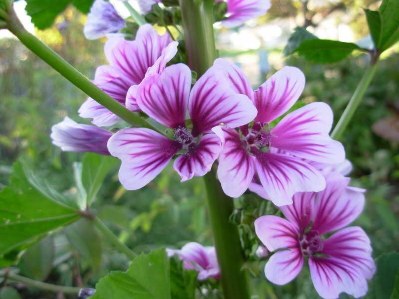 20 Zebrina Hollyhock Seeds - Seed World