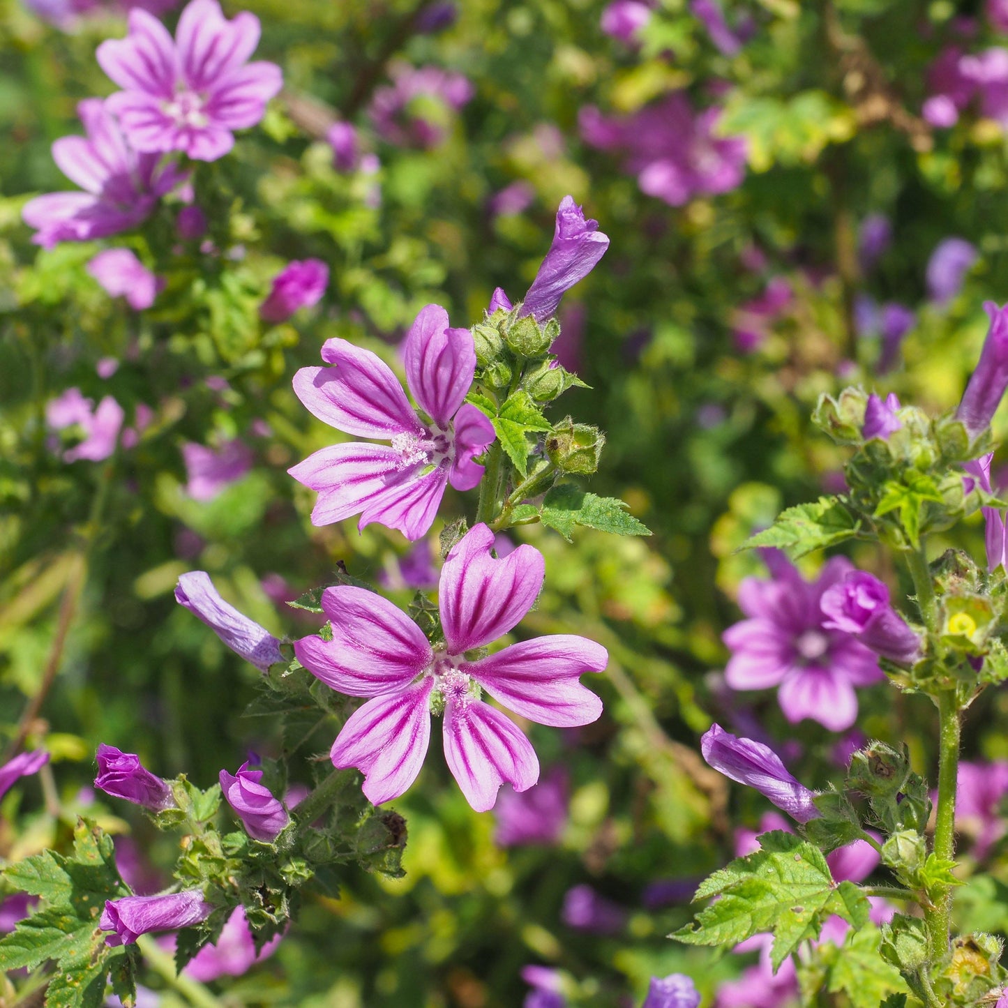 20 Zebrina Hollyhock Seeds - Seed World