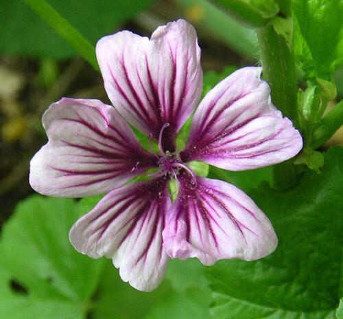 20 Zebrina Hollyhock Seeds - Seed World