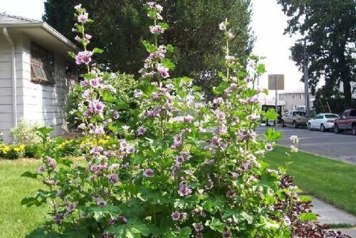 20 Zebrina Hollyhock Seeds - Seed World
