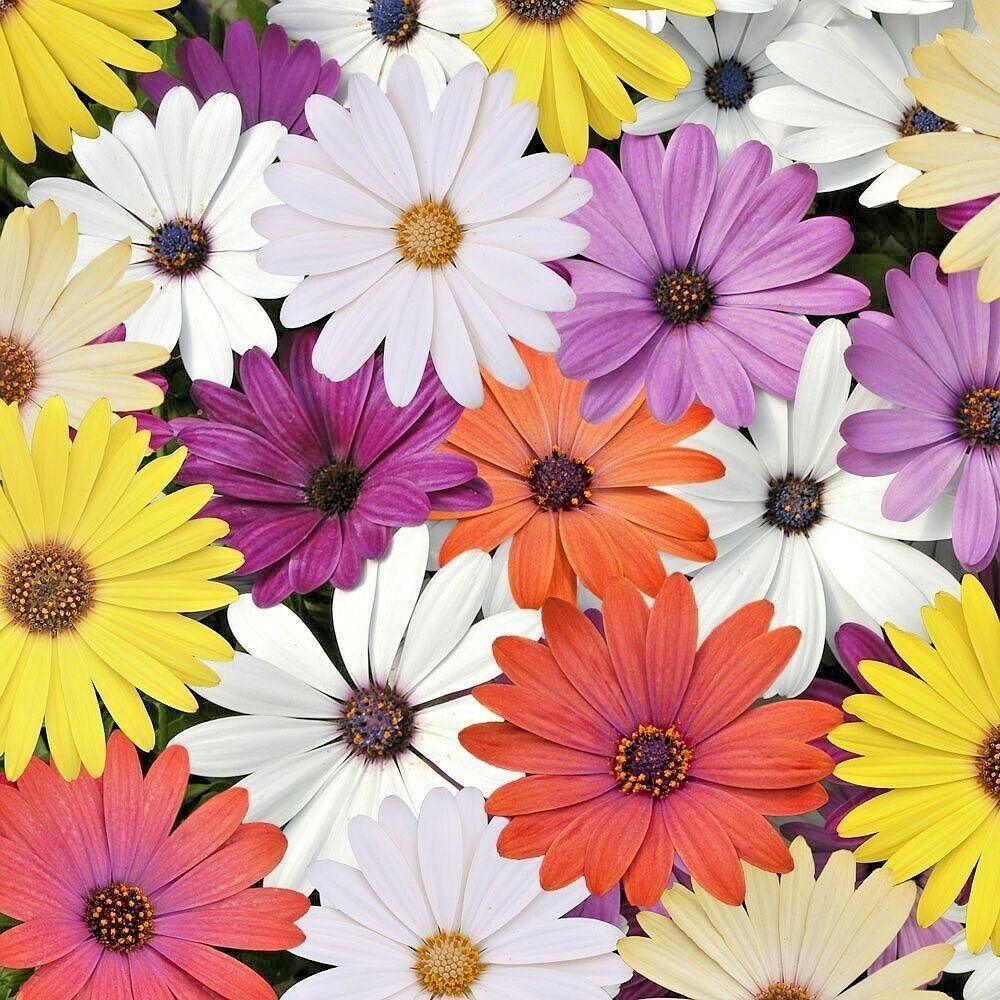 200 African Daisy "Cineraria Mix" Seeds - Seed World