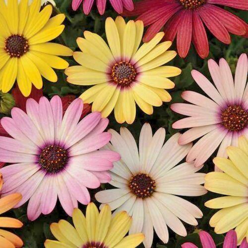 200 African Daisy "Cineraria Mix" Seeds - Seed World