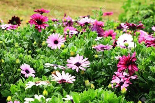 200 African Daisy "Cineraria Mix" Seeds - Seed World
