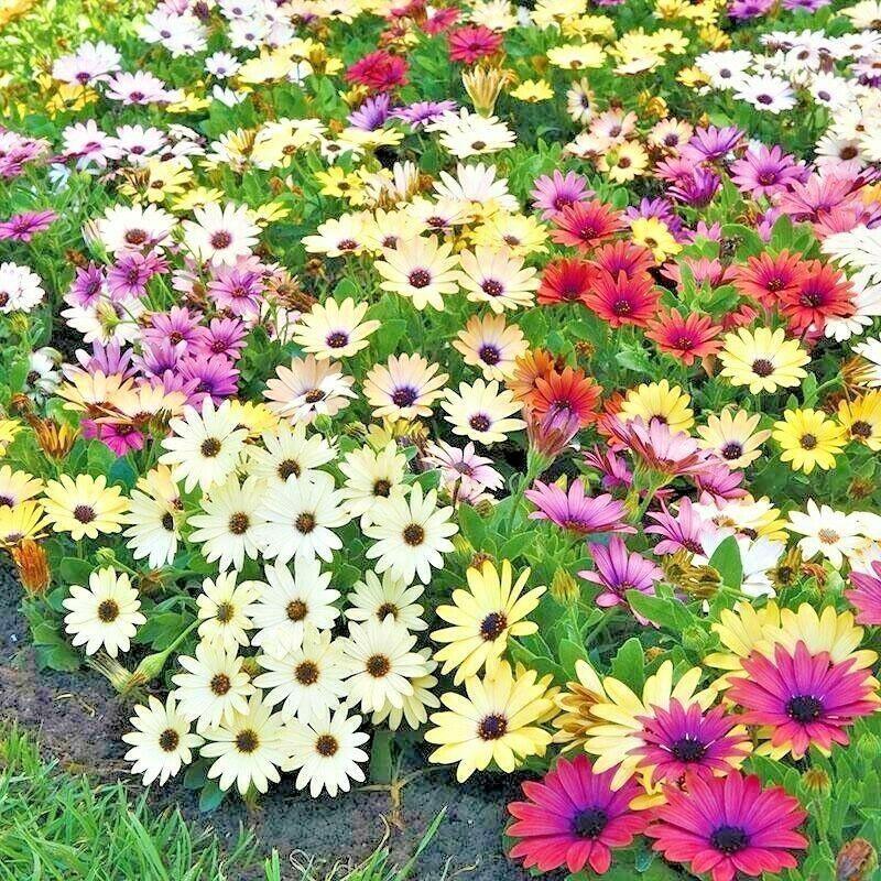 200 African Daisy "Cineraria Mix" Seeds - Seed World