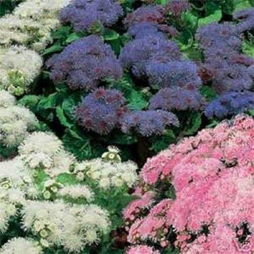 200 Ageratum Mexicanum Mix Seeds - Seed World