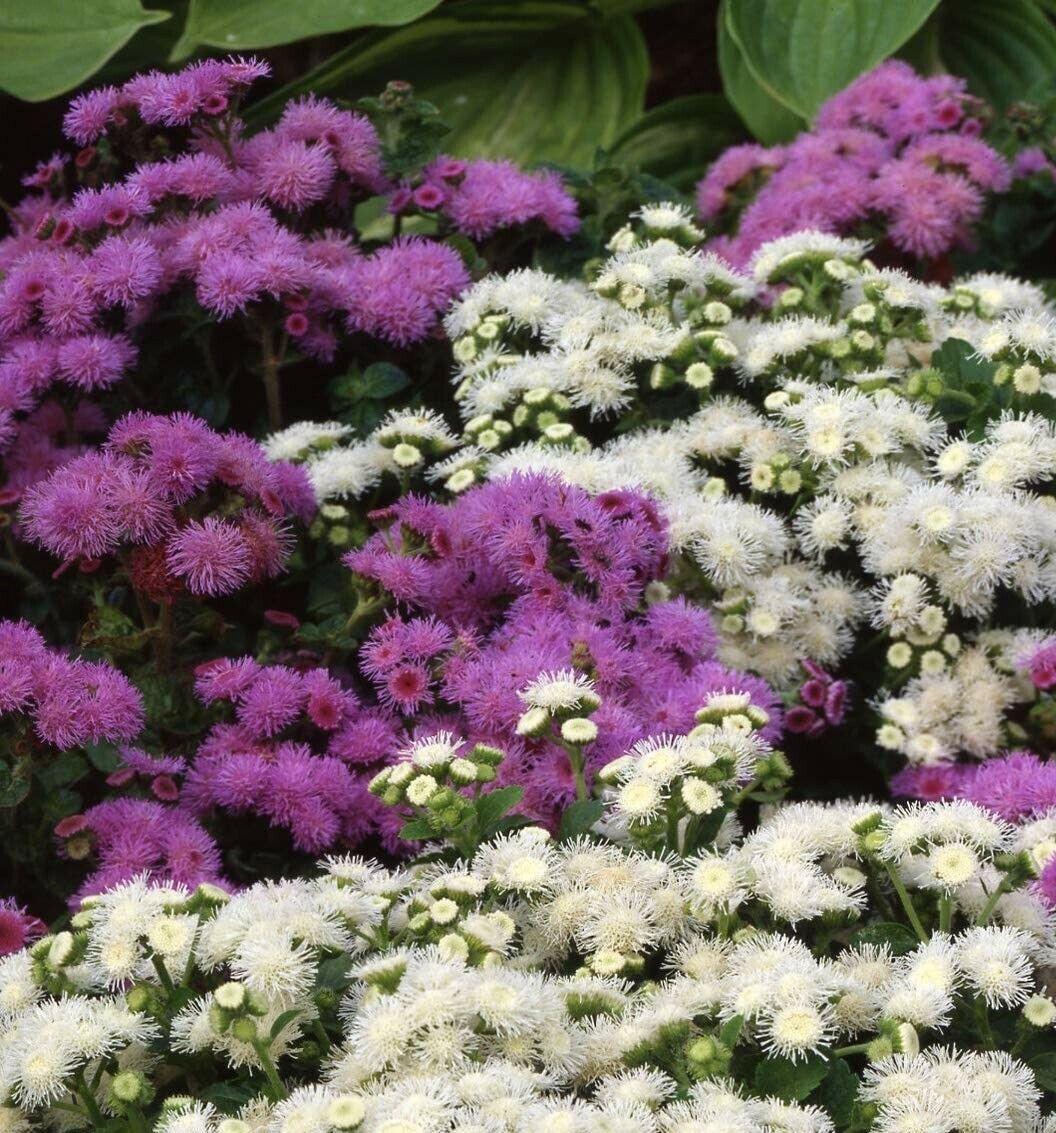 200 Ageratum Mexicanum Mix Seeds - Seed World