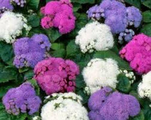 200 Ageratum Mexicanum Mix Seeds - Seed World