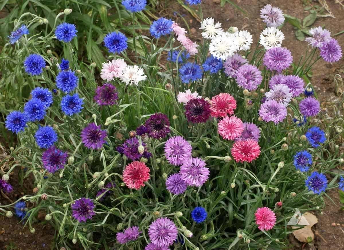 200 Bachelor Button Seeds | Polka Dot Mix Flower - Seed World