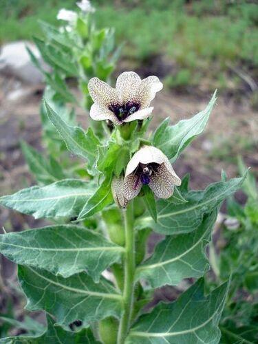200 Black Henbane - Stinking Nightshade Seeds - Seed World