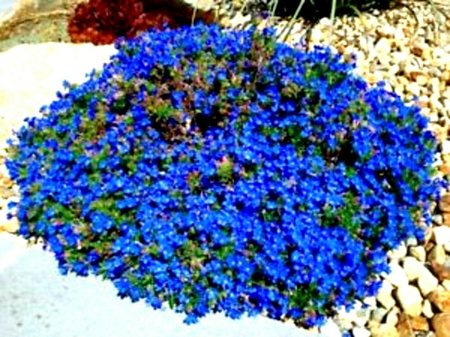 25 Blue Alyssum Seeds - Seed World