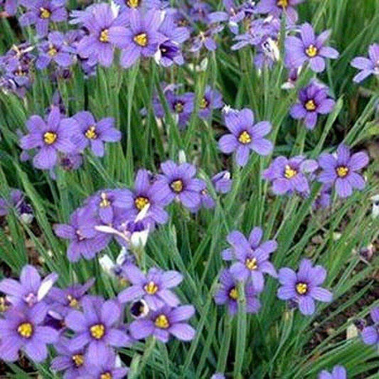 200 Blue-Eyed Grass Seeds - Seed World