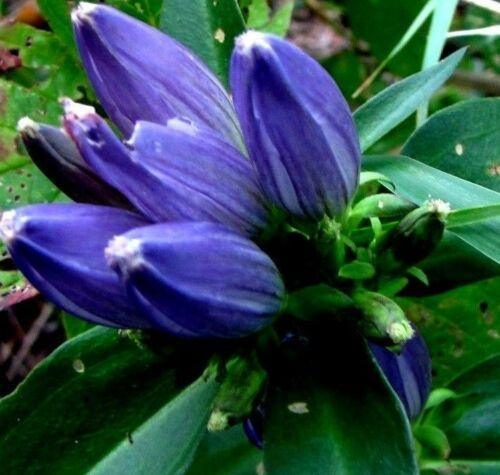 200 Bottle Gentian Seeds - Seed World