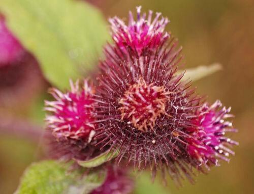 200 Burdock - Arctium Lappa Seeds - Seed World