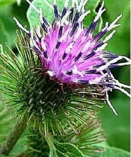 200 Burdock - Arctium Lappa Seeds - Seed World