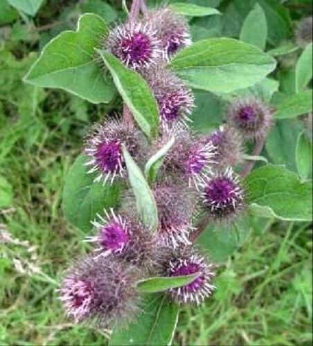 200 Burdock - Arctium Lappa Seeds - Seed World