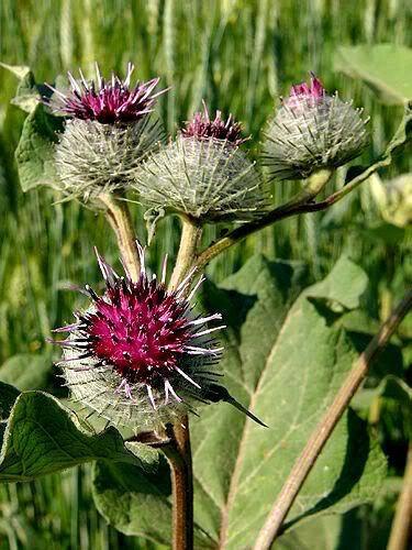 200 Burdock - Arctium Lappa Seeds - Seed World