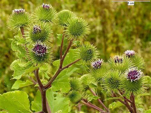 200 Burdock - Arctium Lappa Seeds - Seed World