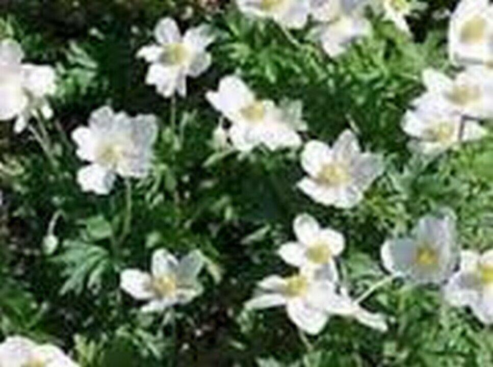 200 Catchfly - Silene - Snowdrop Seeds - Seed World