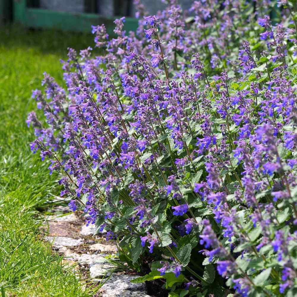 200 Catmint Seeds - Blue - Seed World