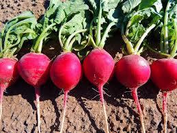 200 Crimson Giant Radish Seeds - Seed World