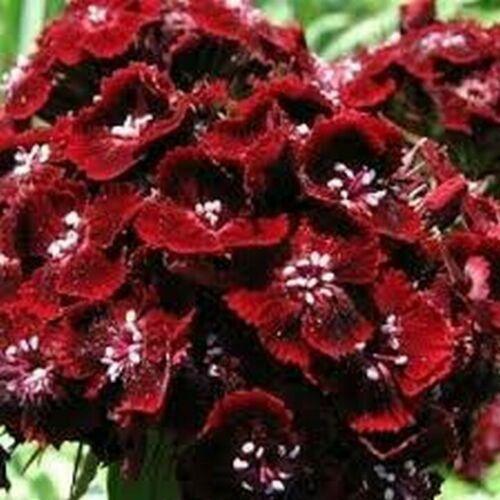 200 Dianthus Dunetti Seeds - Seed World