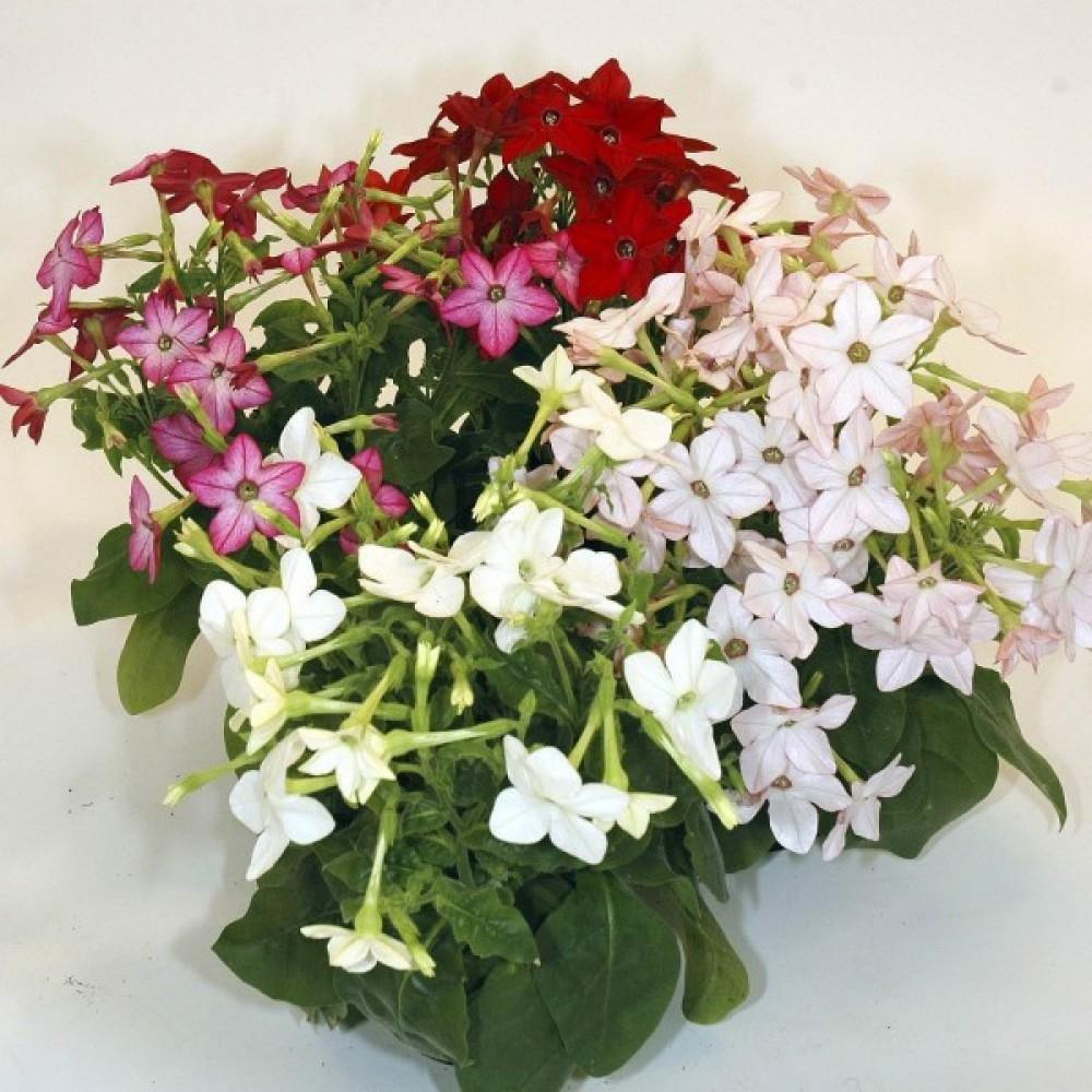 200 Flowering Tobacco Mix Seeds - Seed World