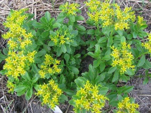200 Golden Carpet Sedum Acre Seeds - Seed World