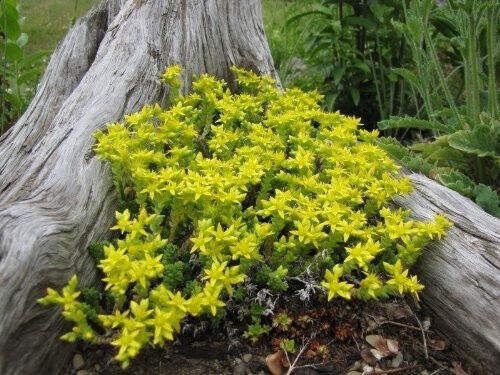 200 Golden Carpet Sedum Acre Seeds - Seed World