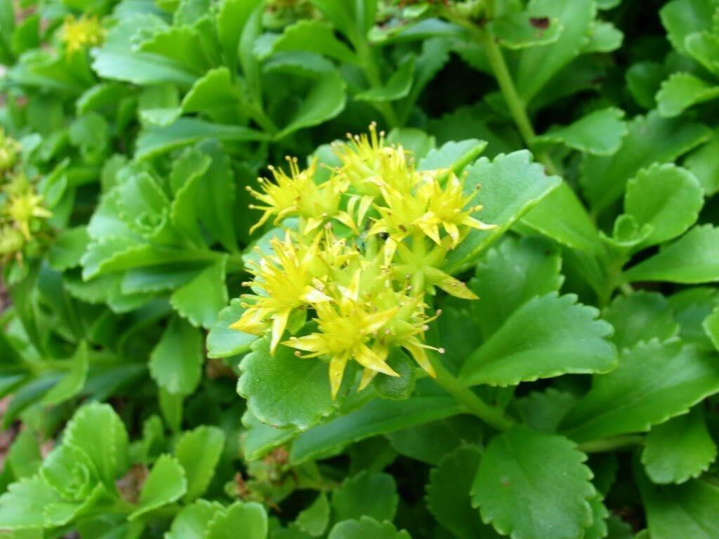 200 Golden Carpet Sedum Acre Seeds - Seed World