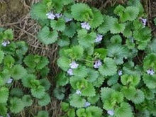 200 Ground Ivy Glechoma Hederacea Seeds - Seed World