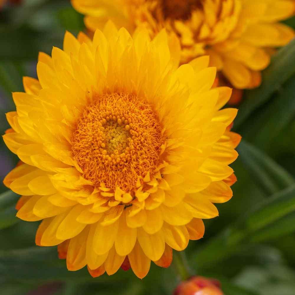 200 Helichrysum - Yellow Strawflower Seeds - Seed World