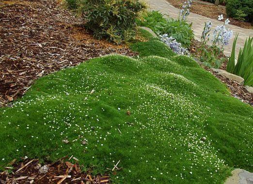 200 Irish Moss Seeds - Seed World
