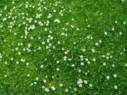 200 Irish Moss Seeds - Seed World