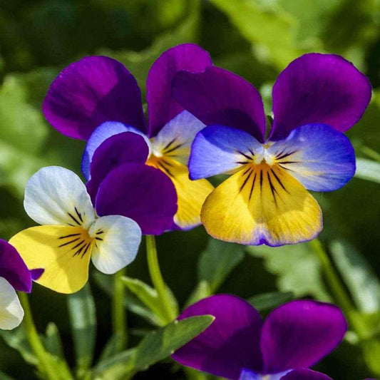 Close-up of colorful pansy flowers with a blurred green background