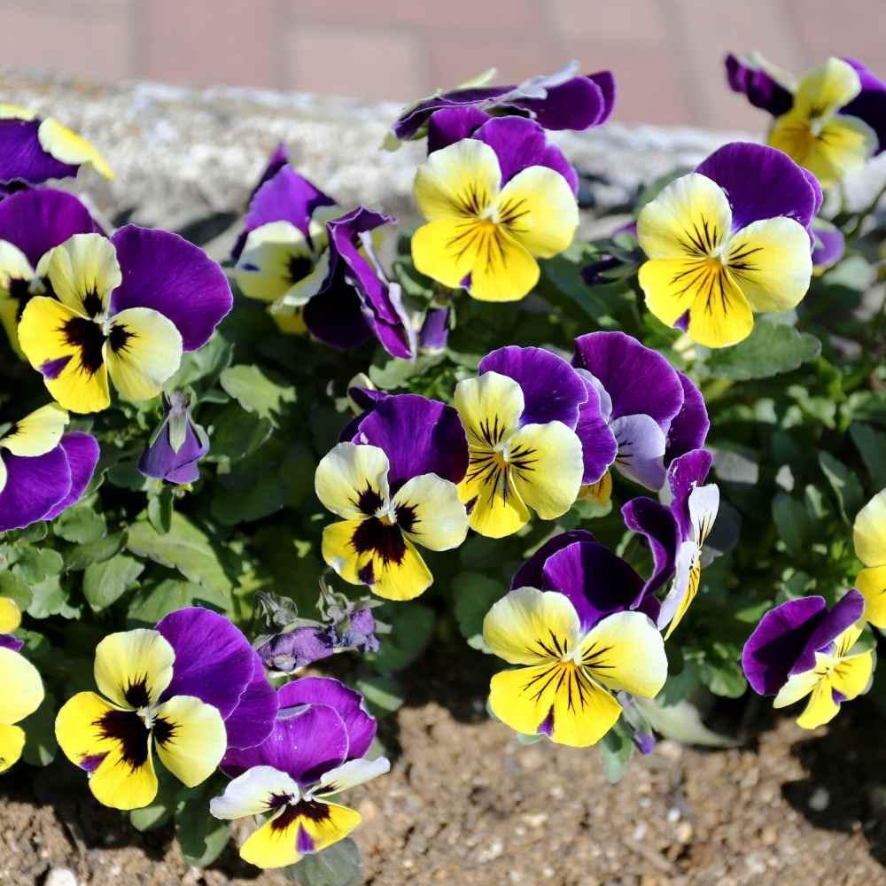 Close-up of purple and yellow viola flowers in a garden setting.