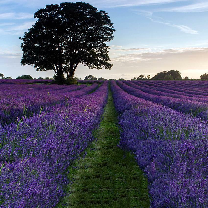 400 Lavender - Vera English - NON-GMO Seeds - Seed World
