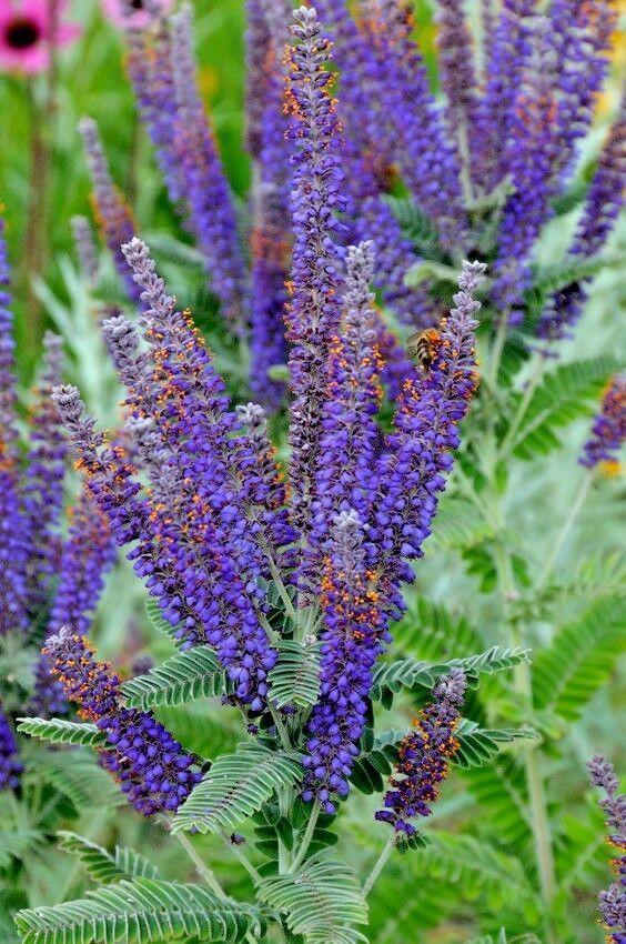 200 Lead Plant Seeds - Seed World