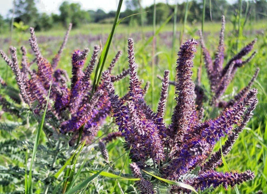 200 Lead Plant Seeds - Seed World