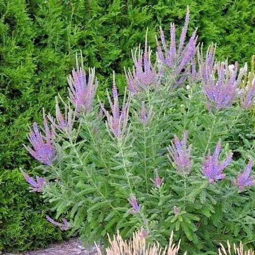 200 Lead Plant Seeds - Seed World