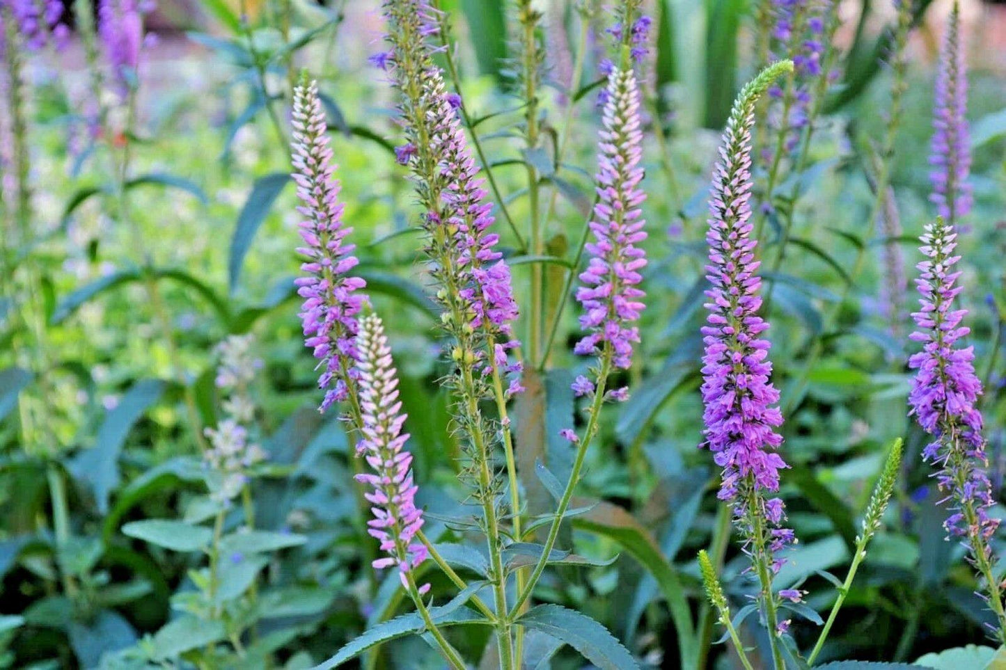 200 Lead Plant Seeds - Seed World