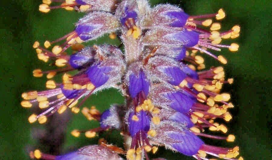200 Lead Plant Seeds - Seed World