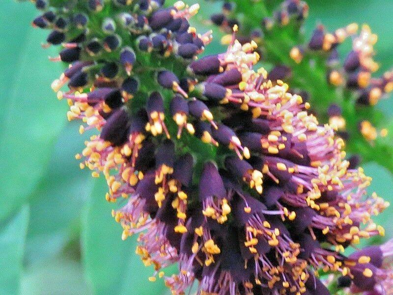 200 Lead Plant Seeds - Seed World
