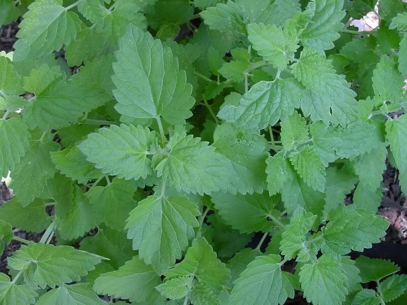 200 Lemon Catnip Seeds - Seed World