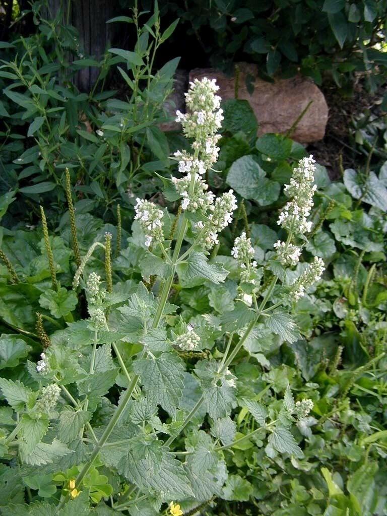 200 Lemon Catnip Seeds - Seed World